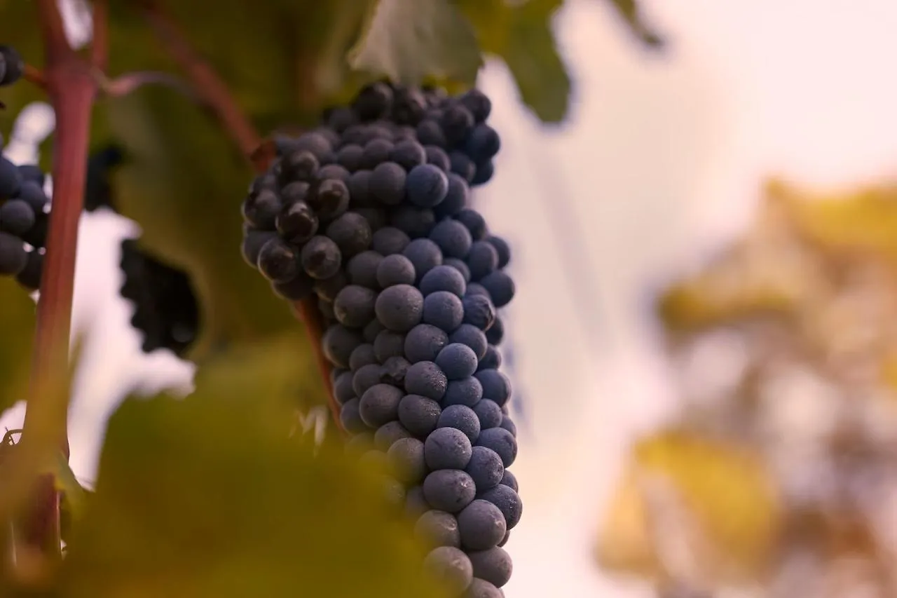 Tenuta San Vito In Fior Di Selva Montelupo Fiorentino 0*,