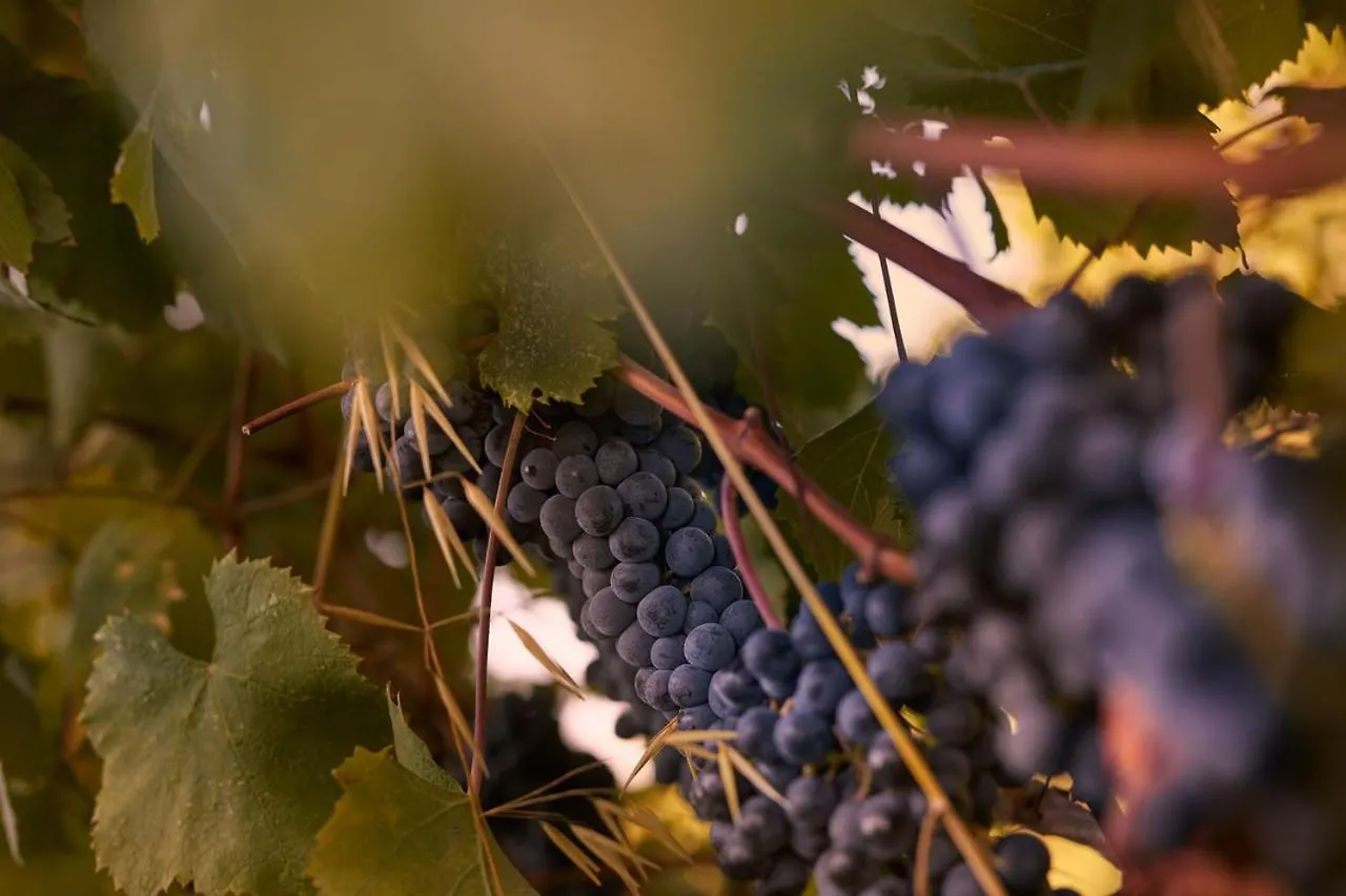 Tenuta San Vito In Fior Di Selva Montelupo Fiorentino Alloggio per agriturismo