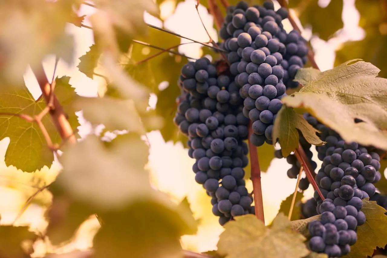 Tenuta San Vito In Fior Di Selva Montelupo Fiorentino Italia